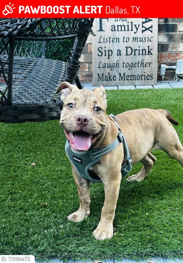 Lost Male Dog last seen White Rock Creek, Dallas, TX 75231