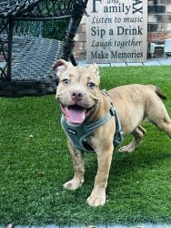 Lost Male Dog last seen White Rock Creek, Dallas, TX 75231