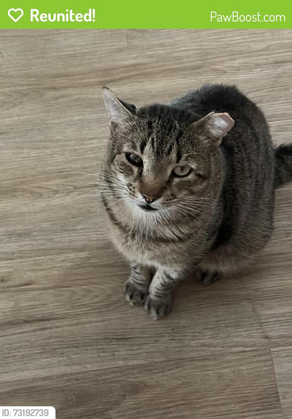 Reunited Male Cat last seen Worth Street, Iselin, Woodbridge Township, NJ 08830