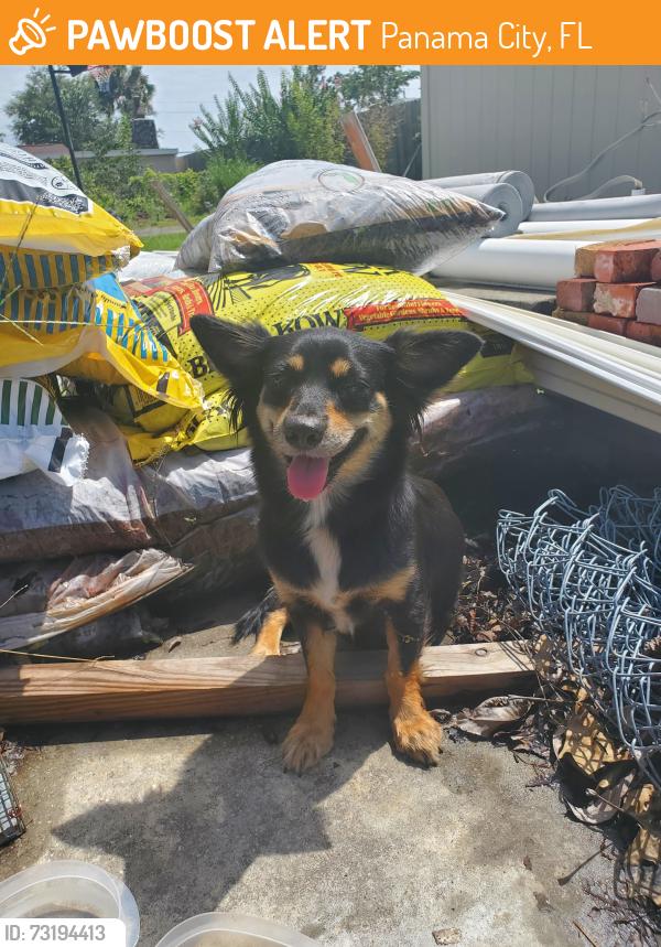 Found/Stray Unknown Dog last seen Cherry Street and Keystone plaza, Panama City, FL 32404