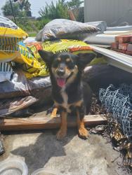 Found/Stray Unknown Dog last seen Cherry Street and Keystone plaza, Panama City, FL 32404