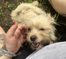 Found/Stray Female Dog last seen 16th and dequincy, Indianapolis, IN 46218