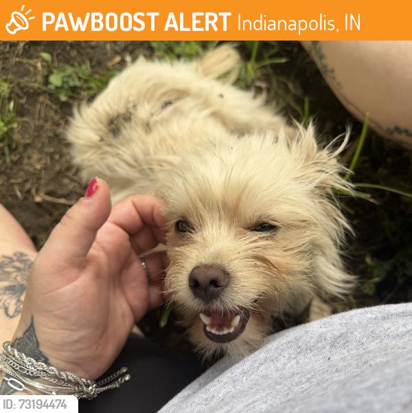 Found/Stray Female Dog last seen 16th and dequincy, Indianapolis, IN 46218