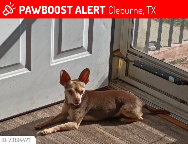 Lost Female Dog last seen Gain, Cleburne, TX 76033