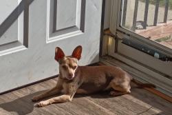 Lost Female Dog last seen Gain, Cleburne, TX 76033
