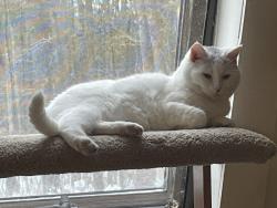 Reunited Female Cat last seen Back Porch about 9 am @ 192 South Road, Pepperell, MA 01463, Pepperell, MA 01463