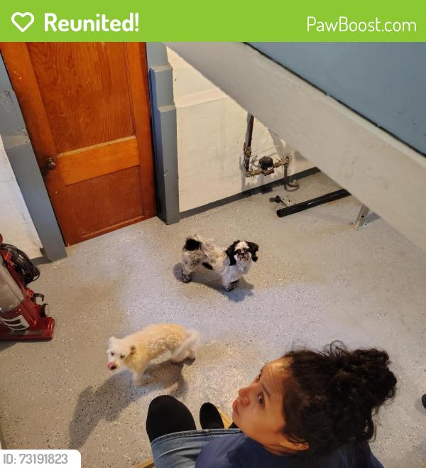 Reunited Female Dog last seen Eddie's beverage, Cleveland, OH 44102