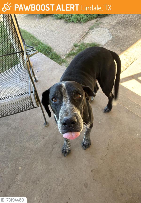 Found/Stray Male Dog last seen Sand flt rd, Lindale, TX 75771