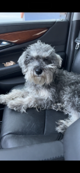 Lost Male Dog last seen Springwood dr and Trawood area, El Paso, TX 79925