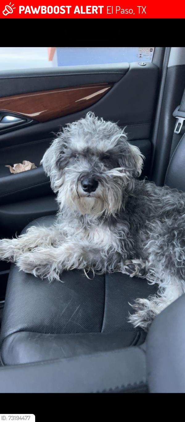 Lost Male Dog last seen Springwood dr and Trawood area, El Paso, TX 79925