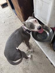 Found/Stray Female Dog last seen Gorman ave & E 103rd st, Los Angeles, CA 90002