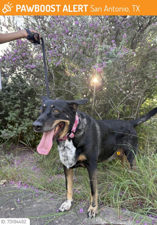 Found/Stray Female Dog last seen Medical Center, San Antonio, TX 78223