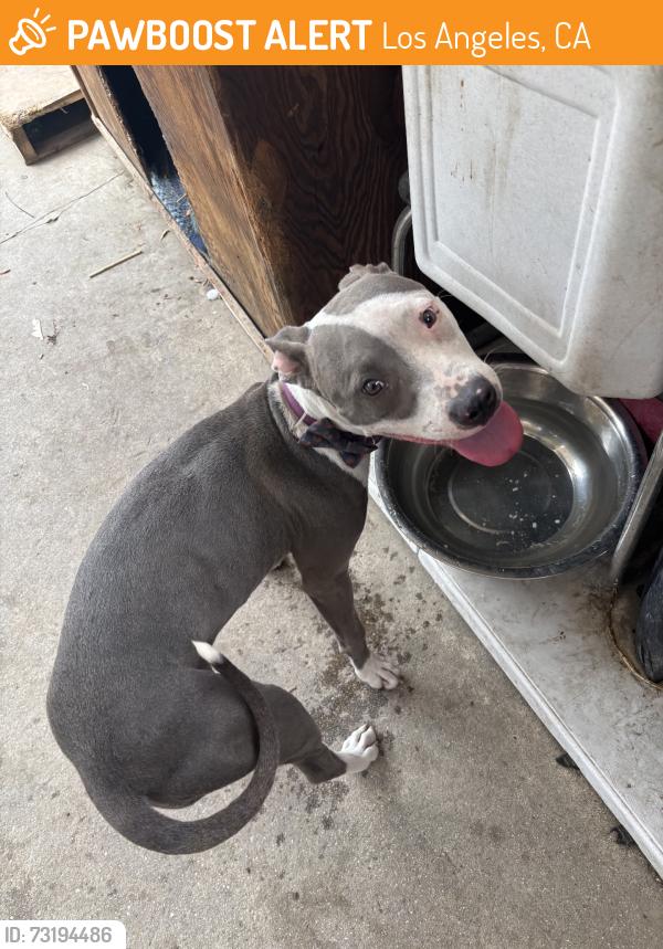 Found/Stray Female Dog last seen Gorman ave & E 103rd st, Los Angeles, CA 90002