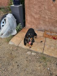 Reunited Male Dog last seen Bernalillo, New Mexico, Bernalillo, NM 87004