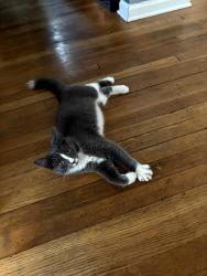 Found/Stray Female Cat last seen On the street., Wayne, MI 48184