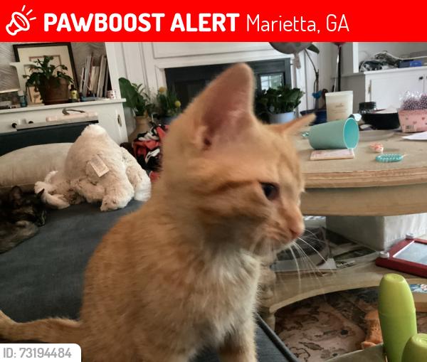 Lost Female Cat last seen Brookcliff subdivision, old Canton Road, Marietta, GA 30062