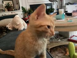 Lost Female Cat last seen Brookcliff subdivision, old Canton Road, Marietta, GA 30062