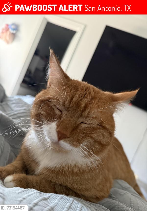 Lost Male Cat last seen Near and 90, San Antonio, TX 78252