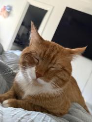 Lost Male Cat last seen Near and 90, San Antonio, TX 78252