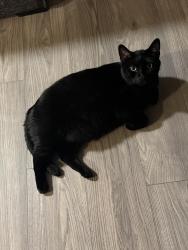 Lost Male Cat last seen Santa Diana, Chula Vista, CA 91913