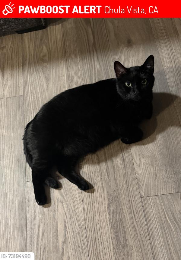 Lost Male Cat last seen Santa Diana, Chula Vista, CA 91913