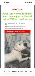 Lost Female Dog last seen Near wallmark,wabba gas station, Macclenny, FL 32063