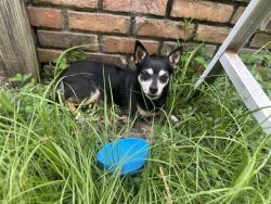 Reunited Unknown Dog last seen Firetower Rd, Semmes, AL 36575, USA, Semmes, AL 36575