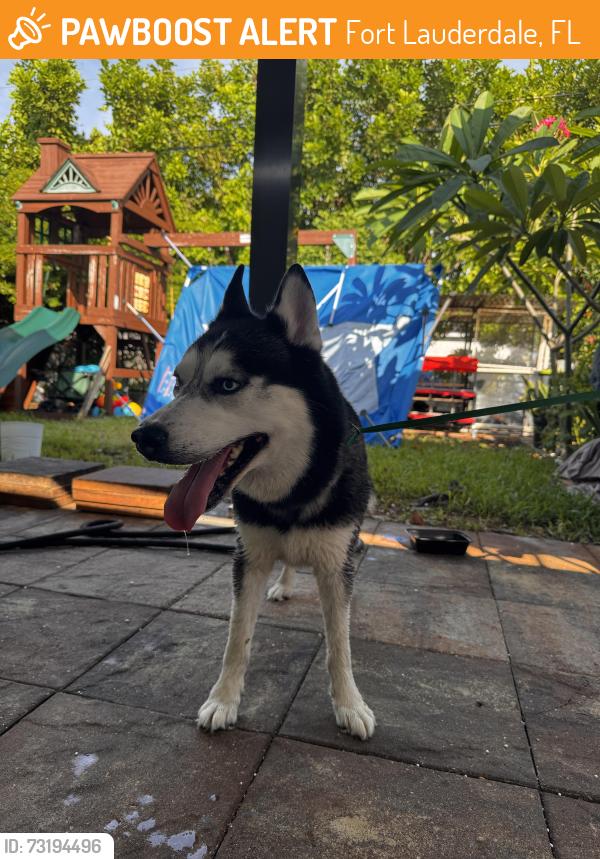 Found/Stray Male Dog last seen Prospect and Powerline, Fort Lauderdale, FL 33309