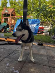 Found/Stray Male Dog last seen Prospect and Powerline, Fort Lauderdale, FL 33309
