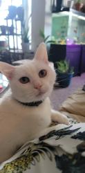 Lost Female Cat last seen Route 44, Crystal River, FL 34429