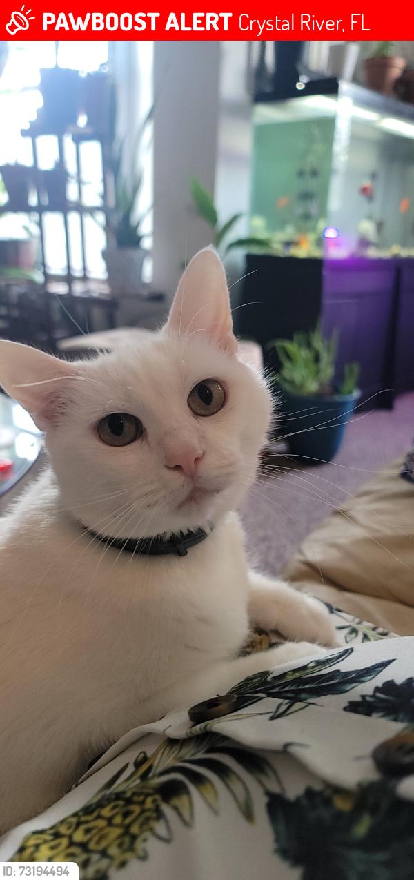 Lost Female Cat last seen Route 44, Crystal River, FL 34429