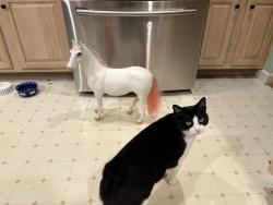Lost Male Cat last seen Pine street, Amherst, MA 01002