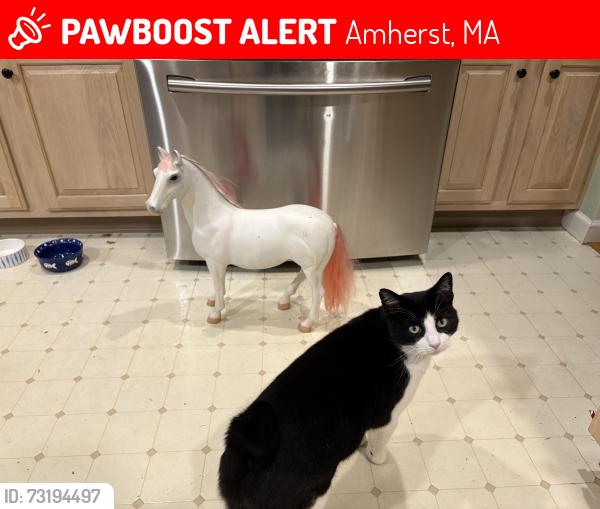Lost Male Cat last seen Pine street, Amherst, MA 01002