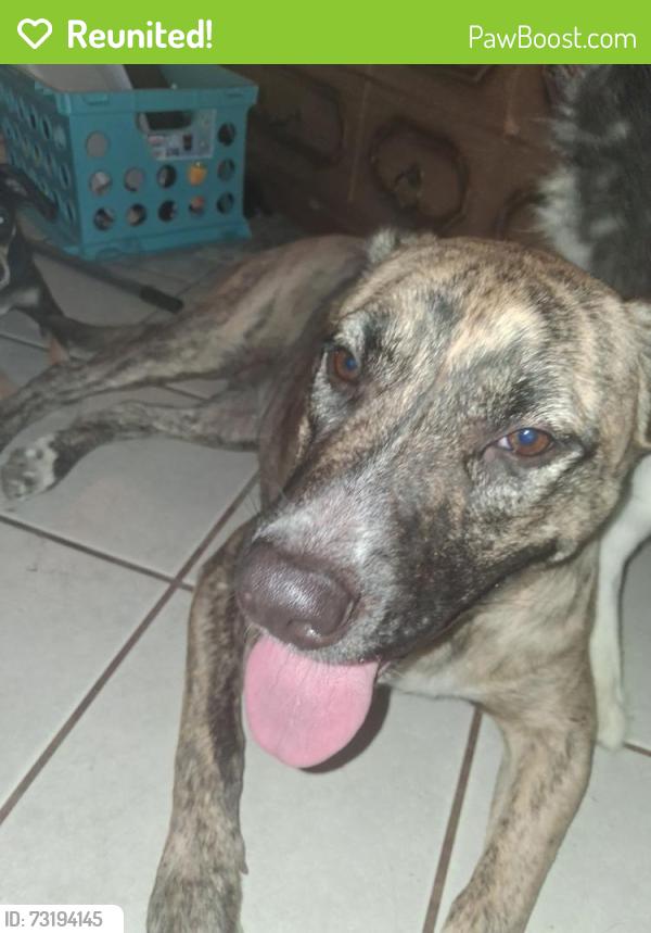 Reunited Female Dog last seen S Chestnut Ave & E Lane Ave, Fresno, CA 93727, USA, Fresno, CA 93727