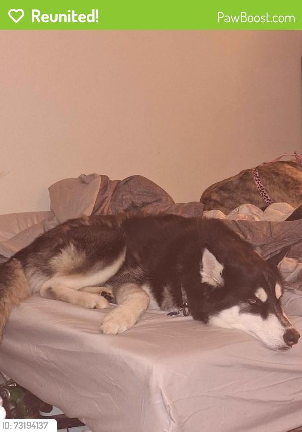 Reunited Male Dog last seen S Chestnut Ave & E Lane Ave, Fresno, CA 93727, USA, Fresno, CA 93727