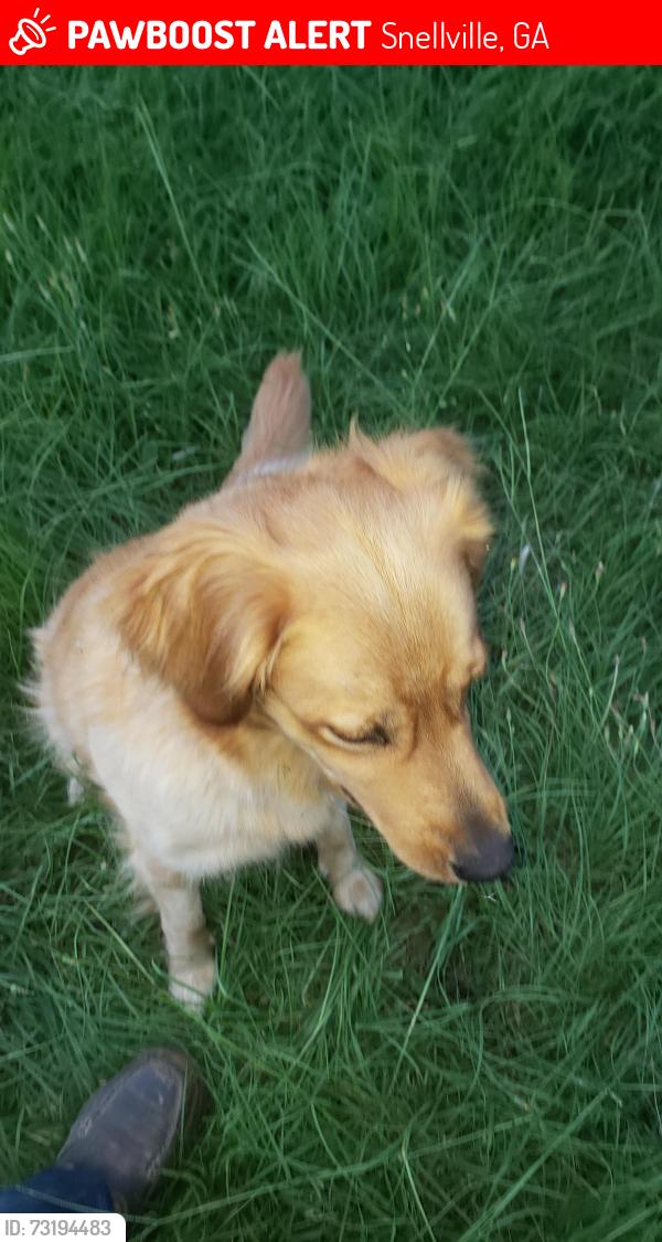 Lost Female Dog last seen Campbell and Johnson dr, Snellville, GA 30039