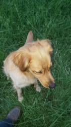 Lost Female Dog last seen Campbell and Johnson dr, Snellville, GA 30039