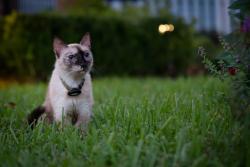 Found/Stray Unknown Cat last seen Merrill & Reagan, Houston, TX 77009