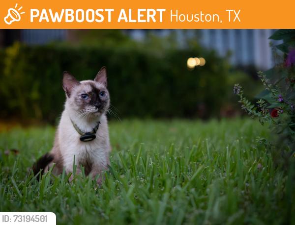 Found/Stray Unknown Cat last seen Merrill & Reagan, Houston, TX 77009