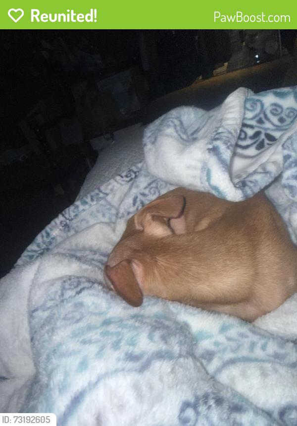 Reunited Female Dog last seen Timbercrest village, Spring, TX 77389