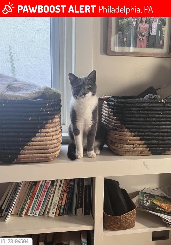 Lost Female Cat last seen Anderson street, Philadelphia, PA 19118