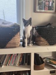 Lost Female Cat last seen Anderson street, Philadelphia, PA 19118