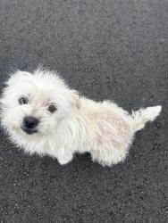 Lost Female Dog last seen Near upperlake, Huntington Beach, CA 92648