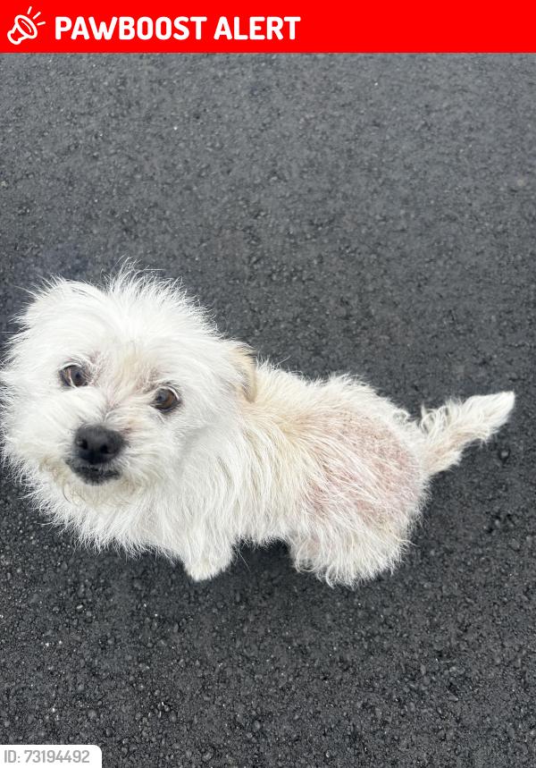 Lost Female Dog last seen Near upperlake, Huntington Beach, CA 92648