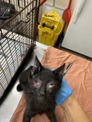 Shelter Stray Male Cat last seen Near Main Road, City of Charleston, SC, 2455 Remount Rd, North Charleston, SC 29406, USA