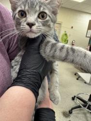 Shelter Stray Male Cat last seen Carey Rd and Westfield Rd, Westfield City, IN, 10501 Hague Rd, Fishers, IN 46038, USA