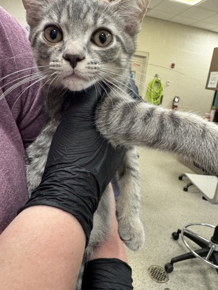 Shelter Stray Male Cat last seen Carey Rd and Westfield Rd, Westfield City, IN, 10501 Hague Rd, Fishers, IN 46038, USA