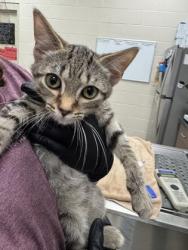 Shelter Stray Male Cat last seen Carey Rd and Westfield Rd, Westfield City, IN, 10501 Hague Rd, Fishers, IN 46038, USA