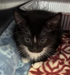 Shelter Stray Male Cat last seen Near Florence ST Tucker Georgia 30084, 30084, GA, 3280 Chamblee Dunwoody Rd, Chamblee, GA 30341, USA