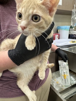 Shelter Stray Male Cat last seen Carey Rd and Westfield Rd, Westfield City, IN, 10501 Hague Rd, Fishers, IN 46038, USA